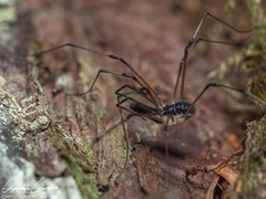 Taracus pallipes