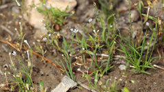 Allophyllum capillare