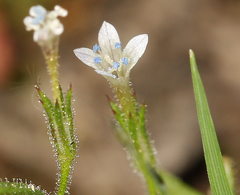 Allophyllum capillare