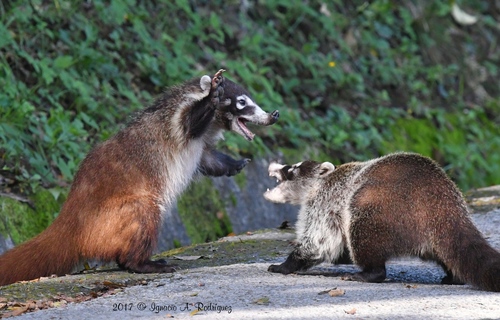 White-nosed Coati, photo 2 of 9