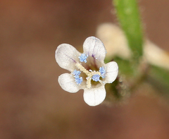 Allophyllum capillare