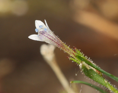 Allophyllum capillare