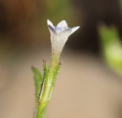 Allophyllum capillare