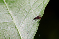 Adela caeruleella