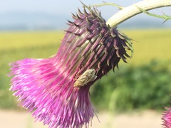 Stictopleurus minutus