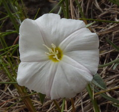 Convolvulus lanuginosus