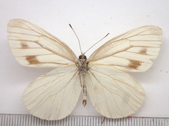 Pieris nesis