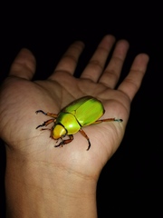 Chrysina macropus