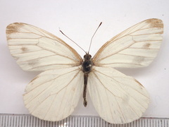 Pieris nesis
