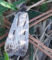 Tathorhynchus exsiccata