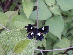 Calydna sturnula