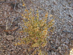 Eriogonum nidularium