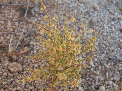 Eriogonum nidularium