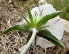 Convolvulus lanuginosus