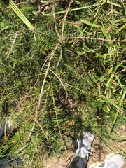 Acacia ulicifolia