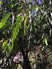 Eucalyptus sieberi