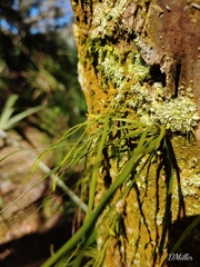 Vittaria lineata image