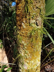 Vittaria lineata image