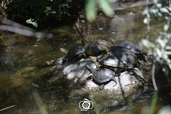 Emys orbicularis persica