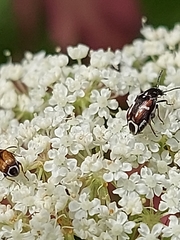 Lithraeus elegans