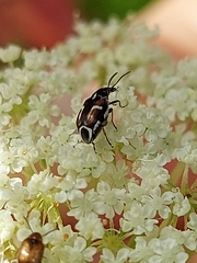 Lithraeus elegans