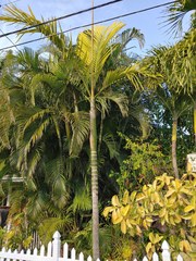 Dypsis cabadae
