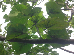 Macaranga thompsonii