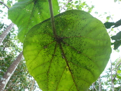 Macaranga thompsonii