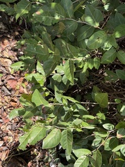 Coccoloba krugii × Coccoloba uvifera
