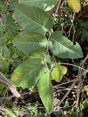 Coccoloba krugii × Coccoloba uvifera