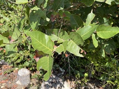 Coccoloba krugii × Coccoloba uvifera