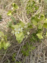 Serjania polyphylla