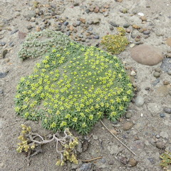 Azorella
