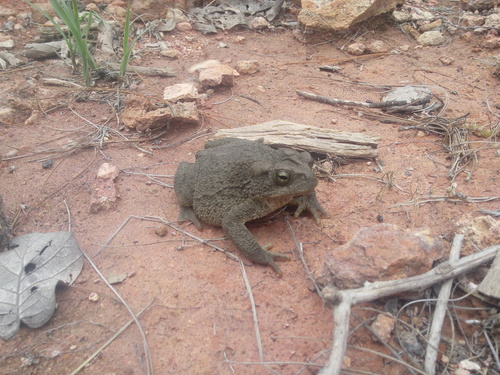 Southwestern Toad