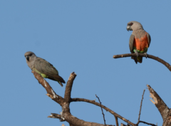 Poicephalus rufiventris