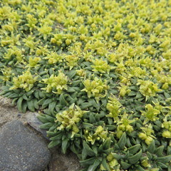 Azorella