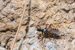 Sphedanolestes pulchellus