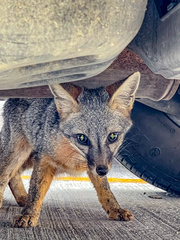Urocyon cinereoargenteus