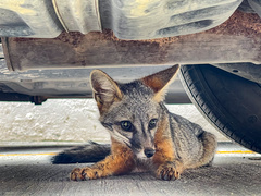 Urocyon cinereoargenteus