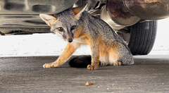 Urocyon cinereoargenteus