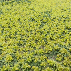 Azorella