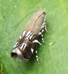 Anacampsis levipedella