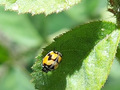 Adalia angulifera