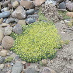 Azorella