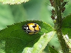 Adalia angulifera