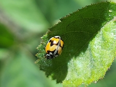 Adalia angulifera