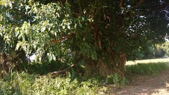 Bravaisia integerrima