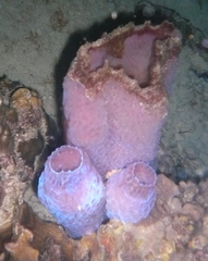 Callyspongia plicifera