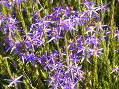 Calectasia intermedia