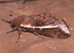 Oxycanus goldfinchi